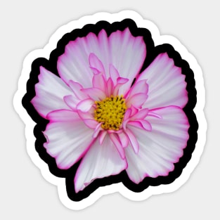 pink flower, blooms, flowers, petals, garden Sticker